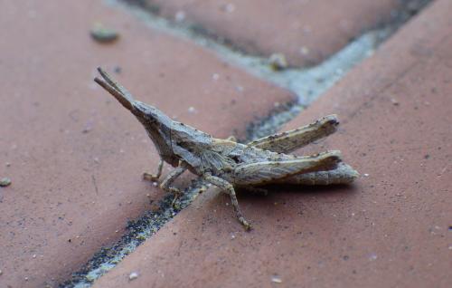 Pyrgomorpha conica conica